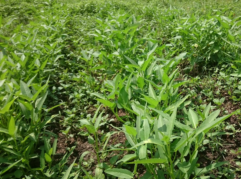 実はすごい 空心菜のヒミツ 誰でもヒーロー