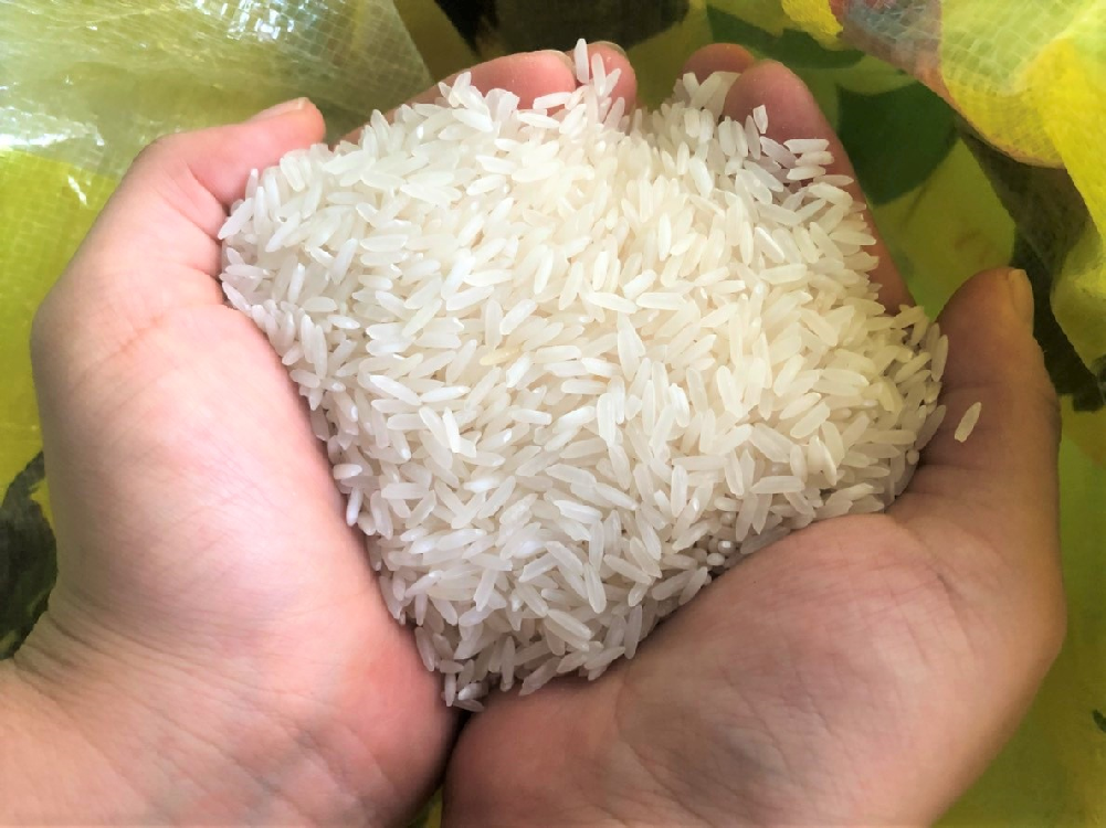 フィリピン初 低タンパク米 誰でもヒーロー